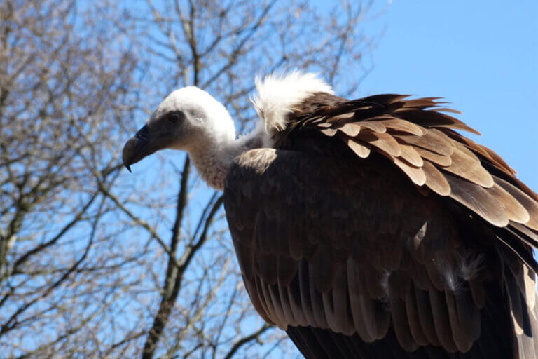 naturwildpark-freisen_falnerei-001