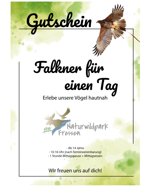 Gutschein: Falkner für einen Tag
